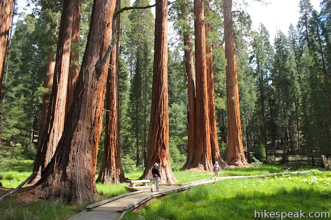 Big_Trees_Trail_Sequoia_IMG_0421.jpg