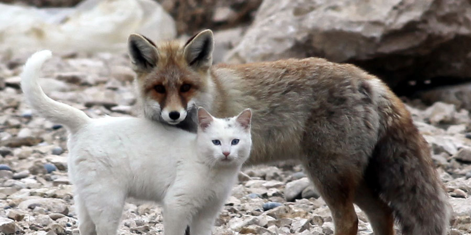 o-FOX-CAT-FRIENDSHIP-facebook.jpg