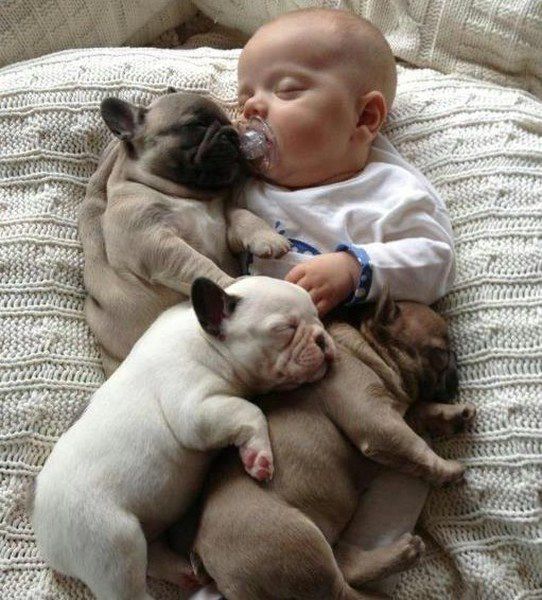 baby-and-puppies.jpg