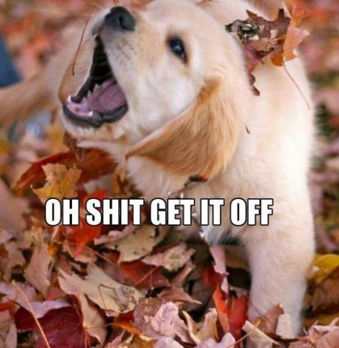 leaf-dog-486x500.png