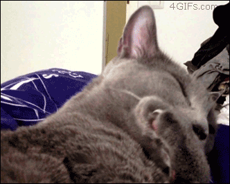Cat-forgets-tongue.gif