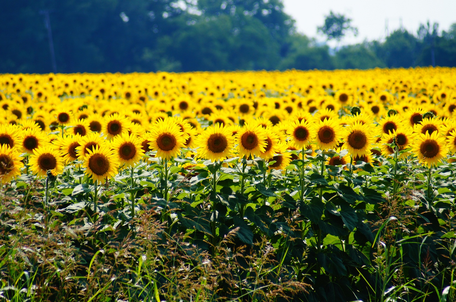 sunflower_fields_2_by_aquavixie-d50ml6b.jpg