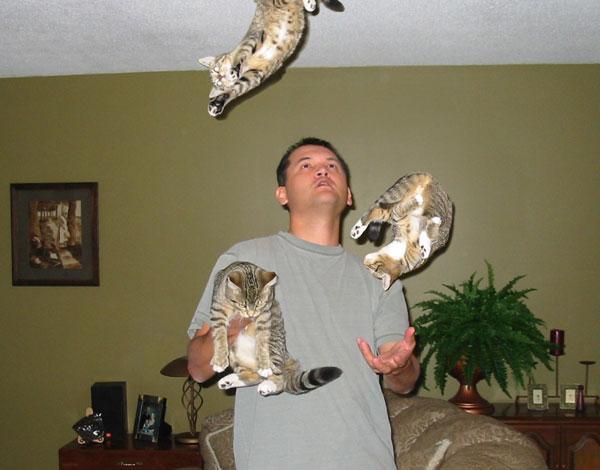 cats.jpg