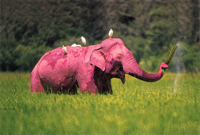 pink_elephant.jpg