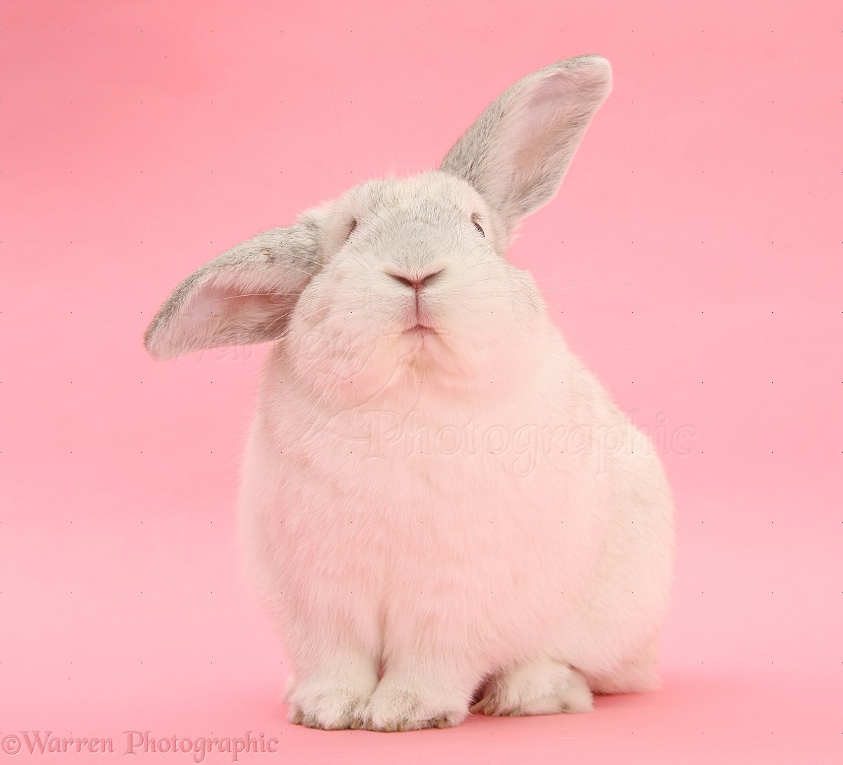27538-White-Lop-rabbit-on-pink-background.jpg