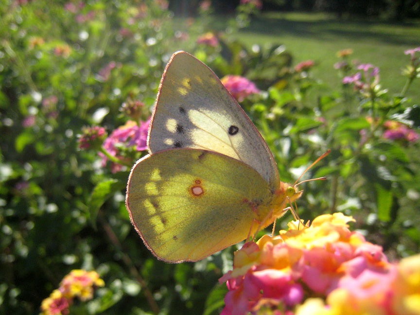 10172010cloudedsulphur.jpg