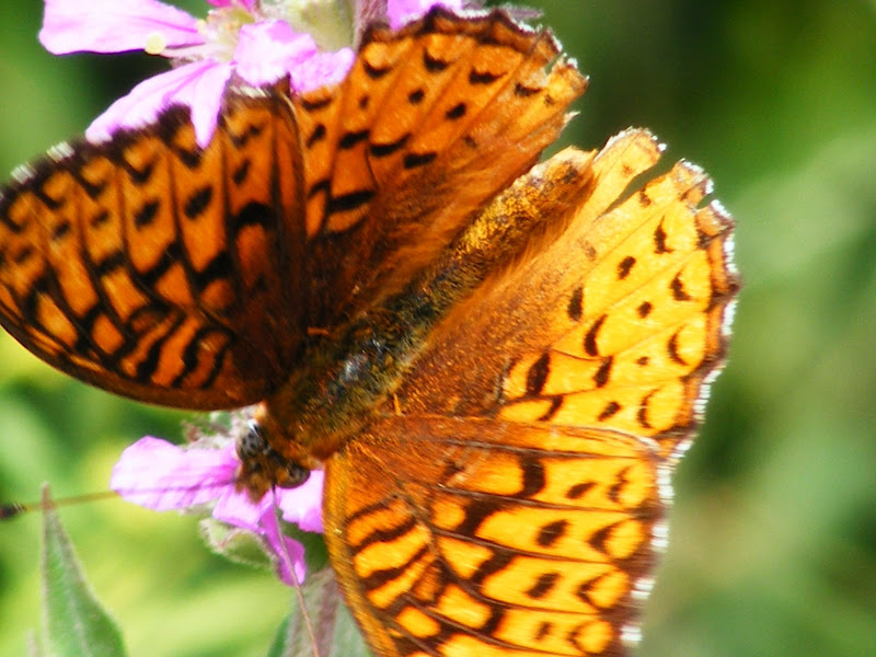DSCF8142.jpg