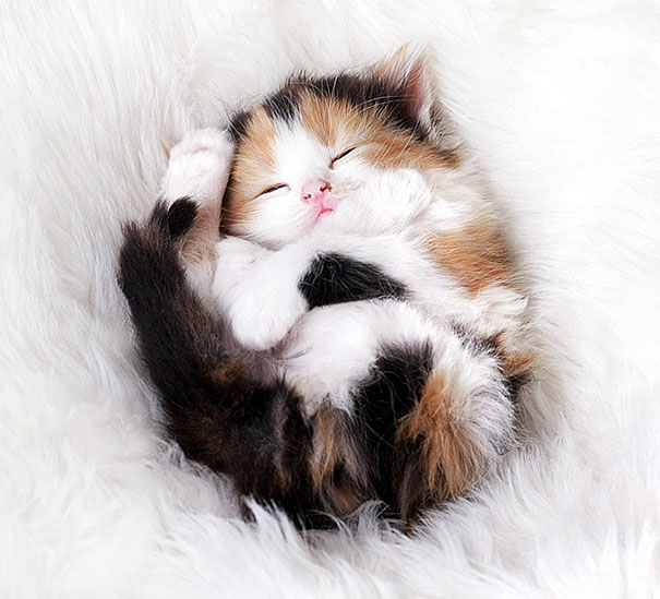 cute-kittens-4-57b30a939dff5__605.jpg