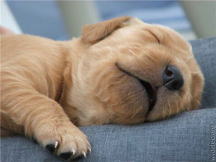 So-Sleepy-puppies-31018857-700-525.jpg