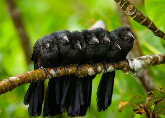 birds1.jpg