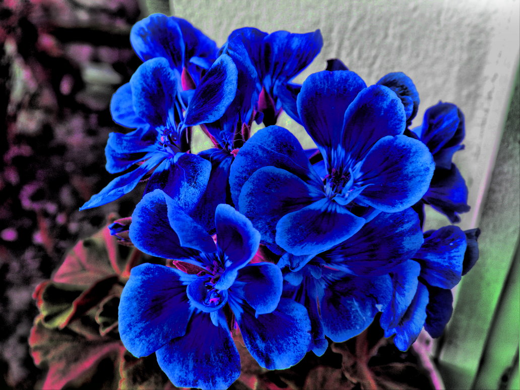 blue_flowers_hdr_by_dcalq3dneopl-d71mvv6.png