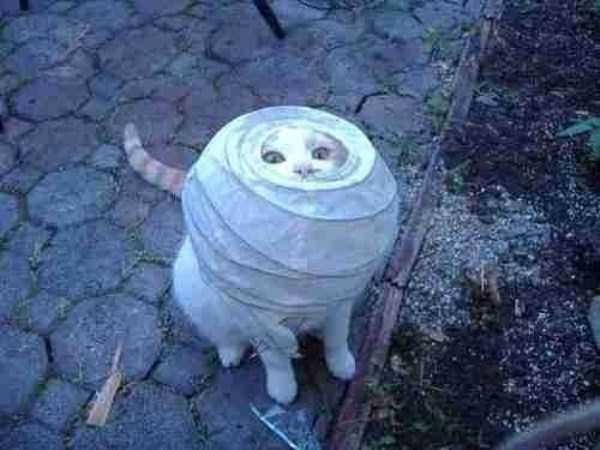 animals-stuck-in-things-and-places-3.jpg
