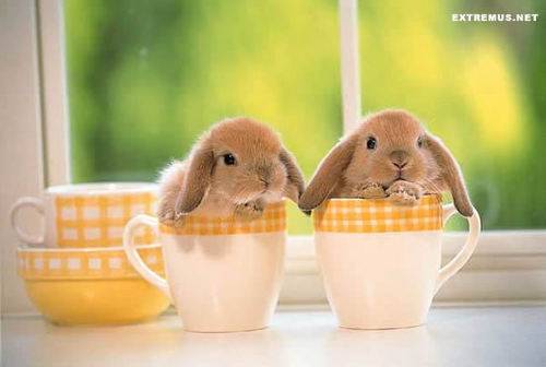 Bunnies-in-Teacups-bunny-rabbits-19637963-500-336.jpg