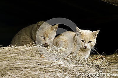 feral-farm-cats-13084489.jpg