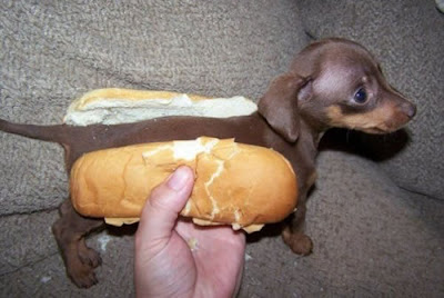 84+Weiner+Dog.jpg