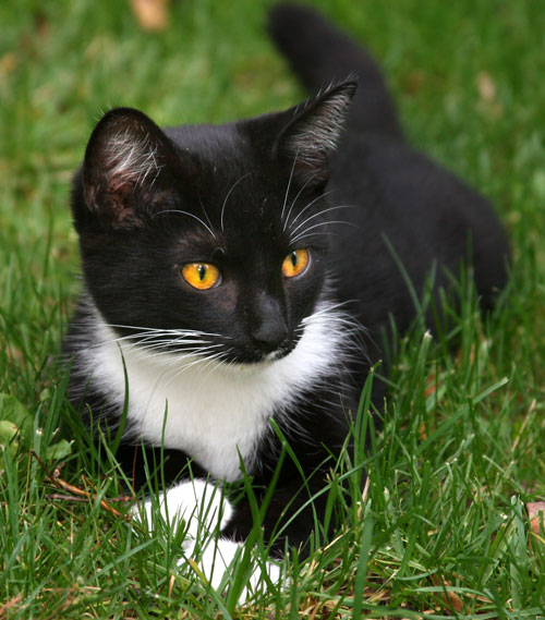 tuxedo_kitten_in_grass.jpg