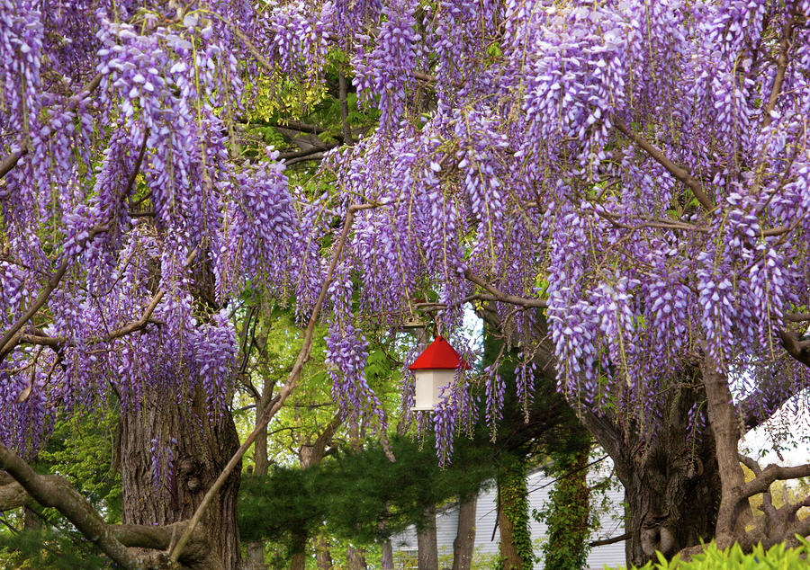 wisteria.jpg