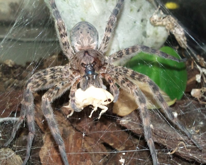 spidey081412_1.jpg