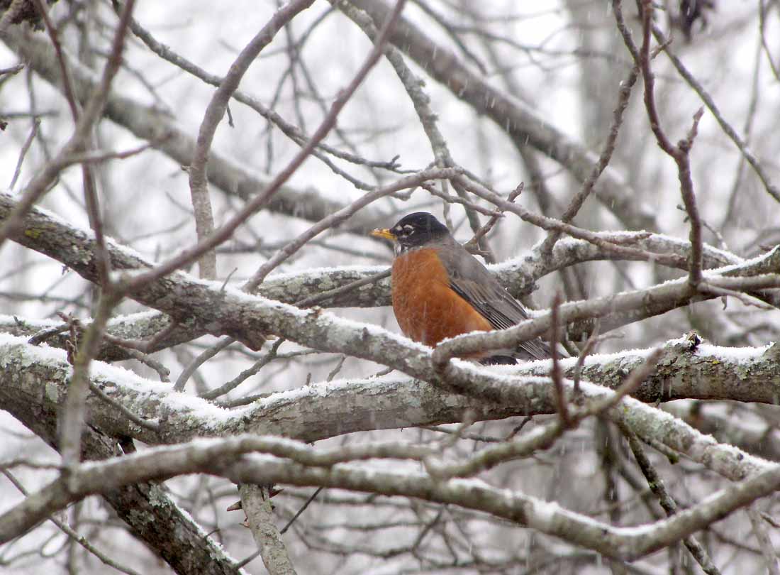 02-09-10_robin.jpg