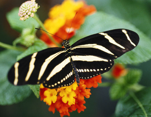 Zebra%20Longwing%202.jpg