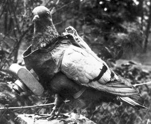 WWI-pigeon-with-camera.jpg
