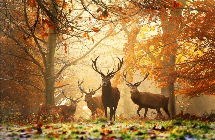 fall-photos-autumn-pictures-4-750x487.jpg