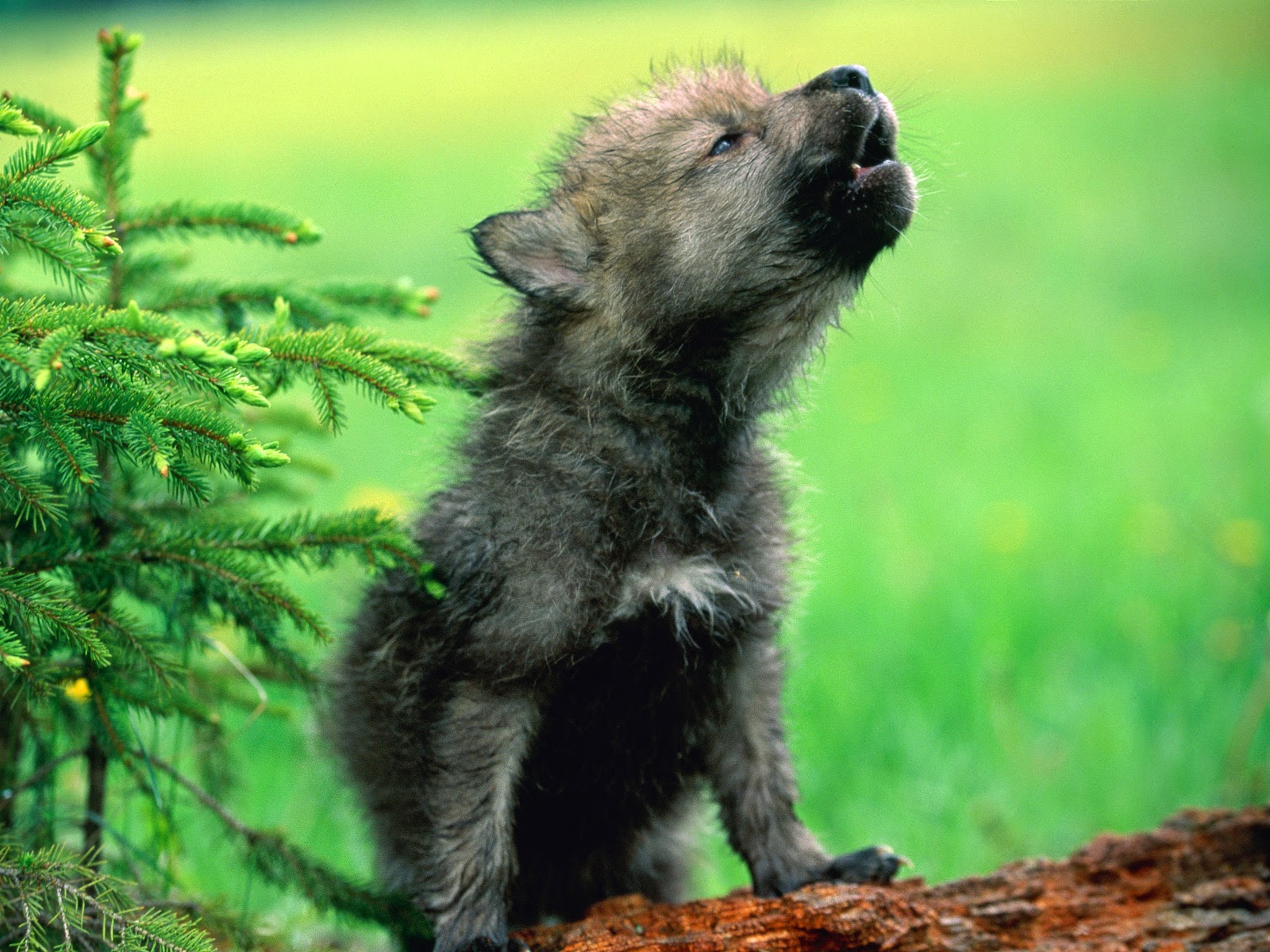 wolf_pup.jpg