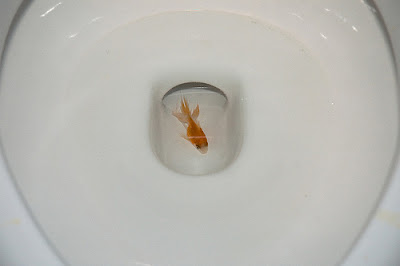 Goldfish+Toilet.jpg