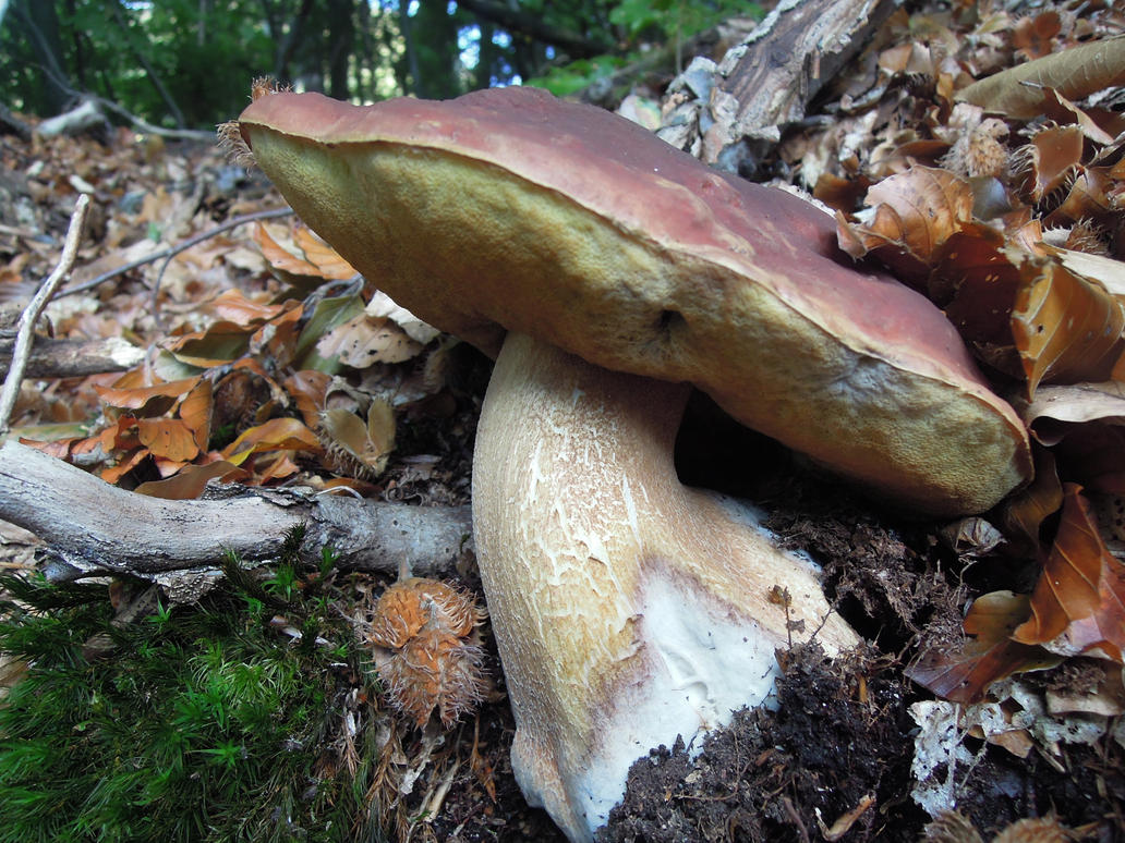 huge_boletus_pinophilus_by_filipoe-d6027tb.jpg