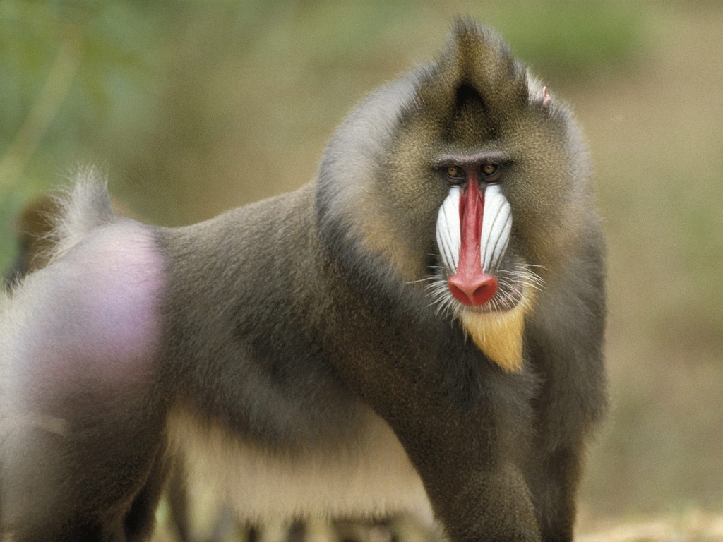 Baboon.jpg