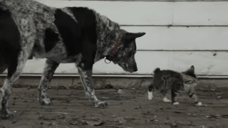 cats3.gif
