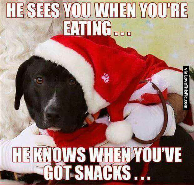 221147-Funny-Christmas-Dog.jpg