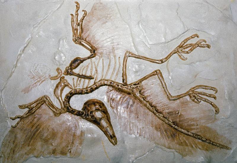 Archaeopteryx-fossil-004.jpg