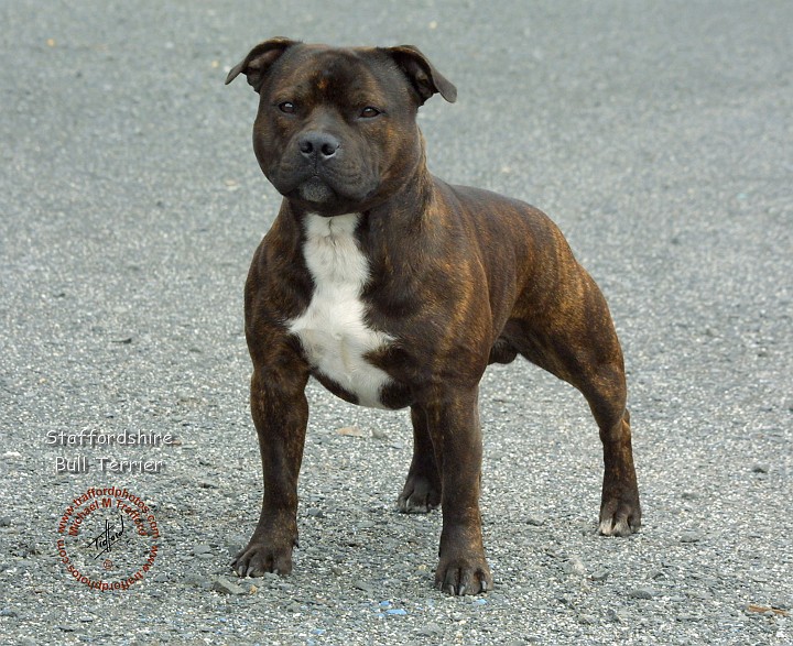 staffordshire-bull-terrier-9f023-12.jpg