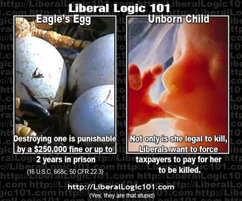 abortion-eagle-egg1.jpg