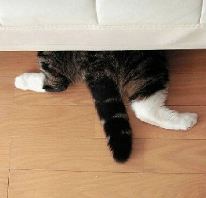 cats_know_how_to_hide_15.jpg