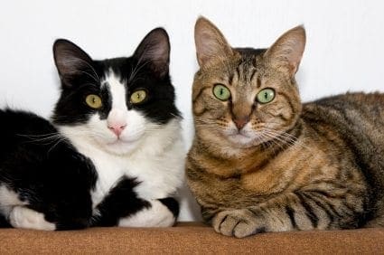 catsweb2-0161.jpg