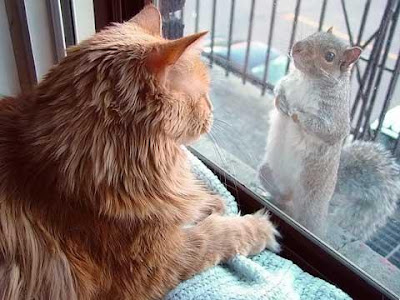 cat-and-squirrel.jpg