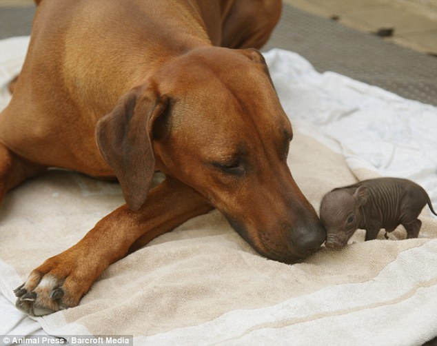 dog+pig+001.jpg