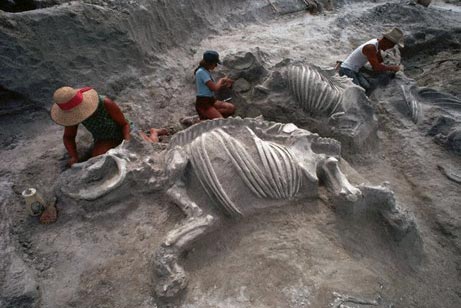 fossil-park_big-711112.jpg