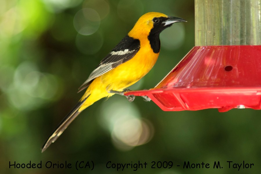 oriole_hooded_male_summer_california_1a.jpg