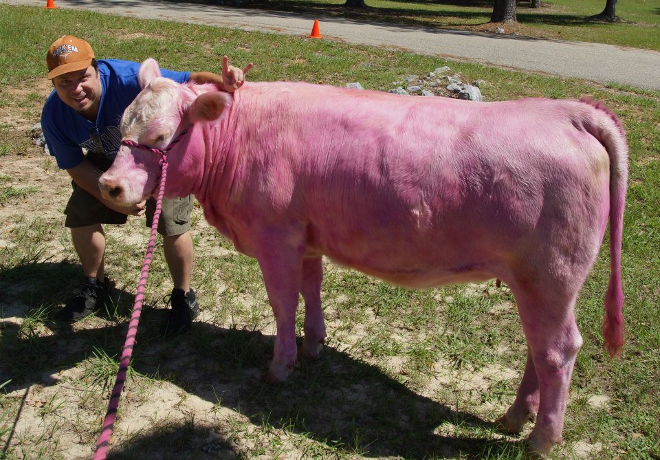 pink-cow.jpg