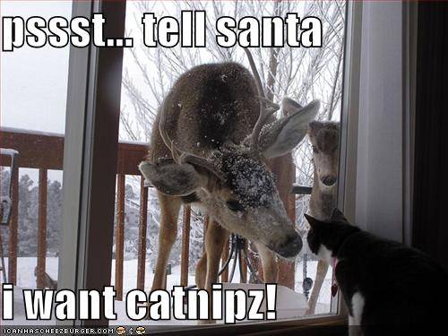 funny-pictures-cat-wants-catnip-for-christmas.jpg