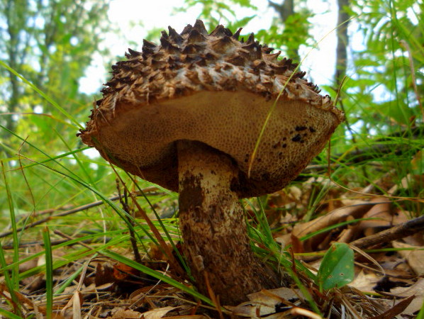 c7df1272ed365de2c4712471b2292444.jpg