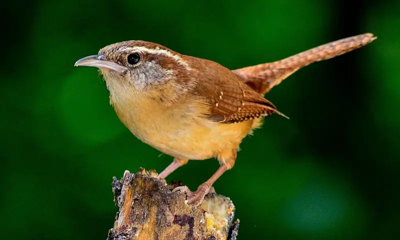 the-carolina-wren-bird.jpg