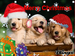 773097576_1455738.gif
