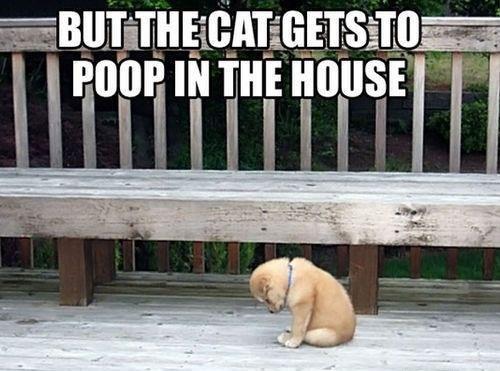 fridays-funny-critters-L-GzudBz.jpeg
