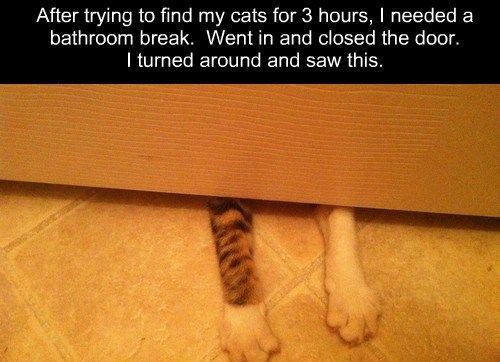 cat-saturday-4.jpg
