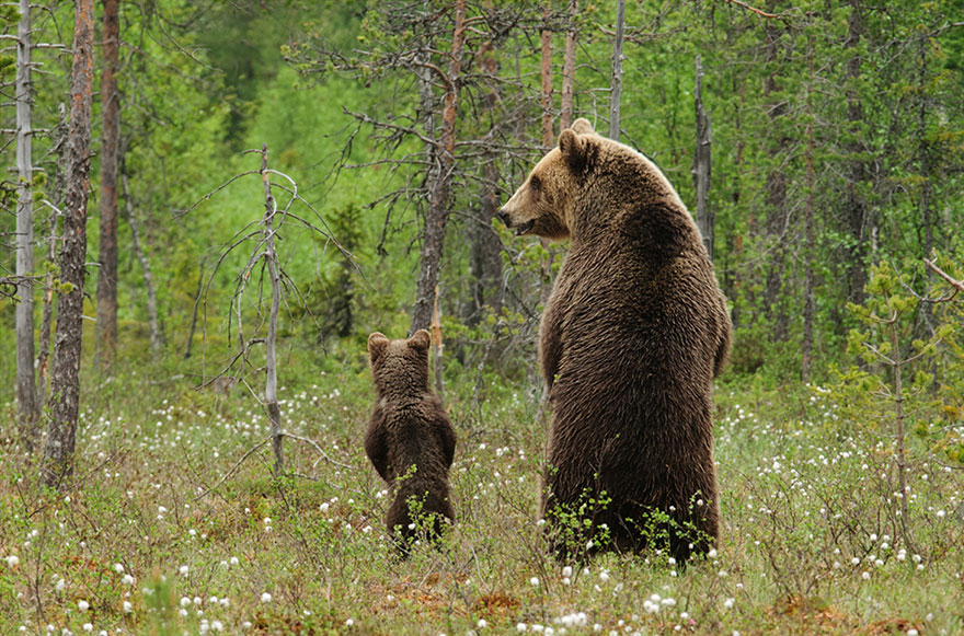 animal-parents-32.jpg