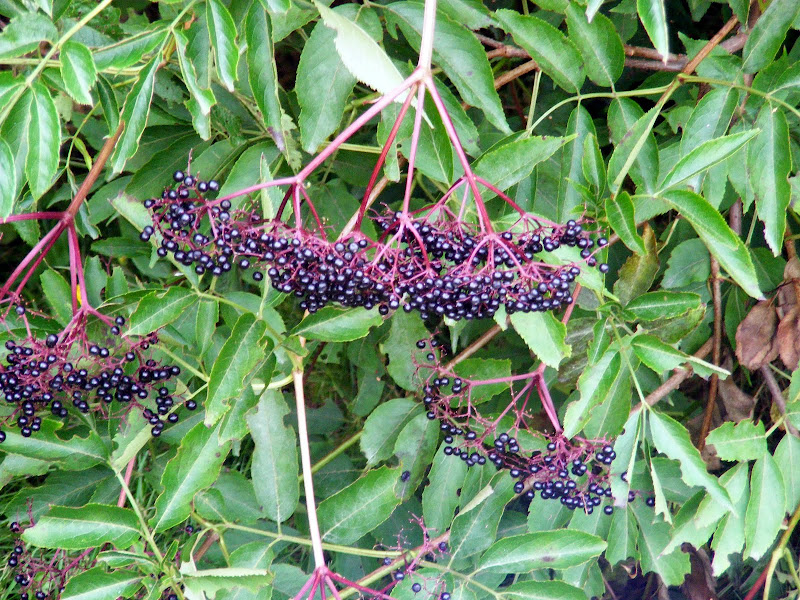 DSCF2024.JPG